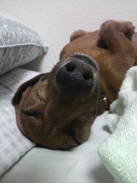 愛犬3.JPG