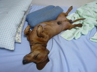 愛犬2.JPG