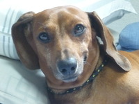 愛犬1.JPG