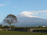 富士山と茶畑.JPG