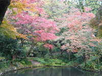 紅葉.JPG