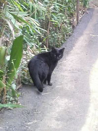 黒猫.JPG