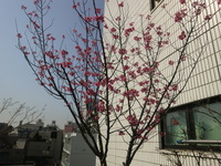 緋寒桜
