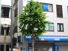 かつらの木