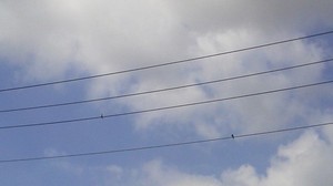 swallow11-07.JPGのサムネール画像