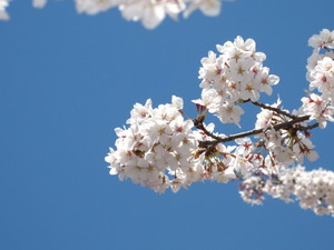 桜その2