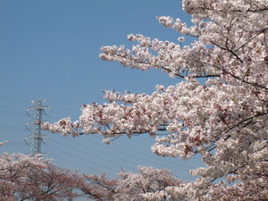 桜その1