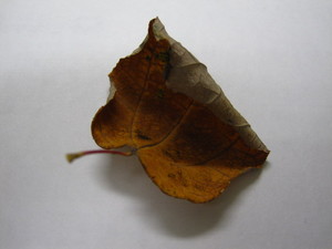 001_kareta katsura.JPG