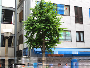 001_natunokatura.JPG