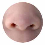 鼻のイメージ