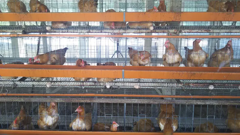 養鶏場の鶏舎