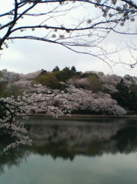 桜01