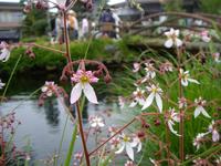 水辺の花