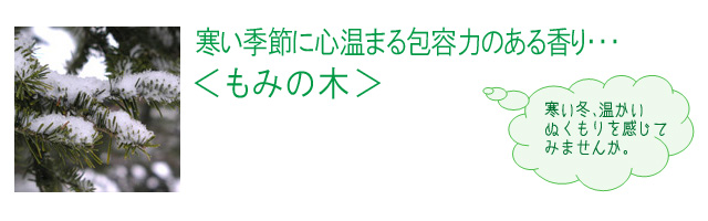 もみの木