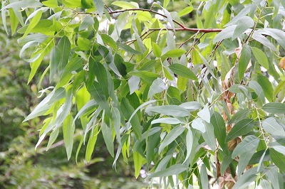2932453-s.jpg