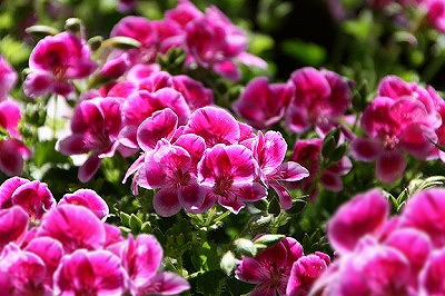 Geranium-s.jpg