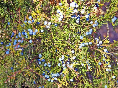 juniper-berries-s.jpg