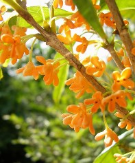 kinmokusei_0810171.jpg