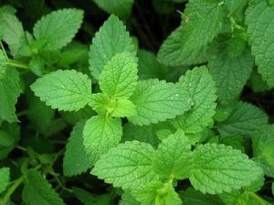peppermint-s.jpg