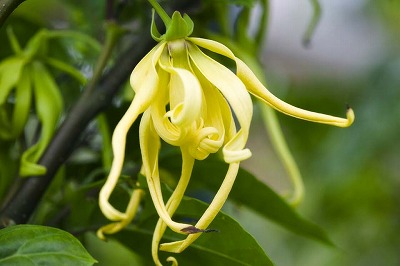 ylang ylang.jpg
