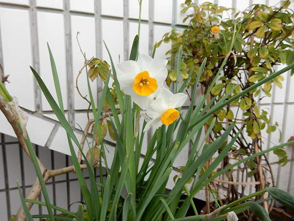 日本デオドール 検索結果