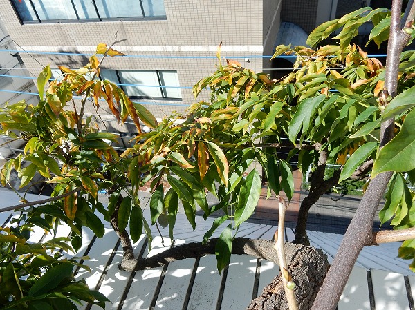 日本デオドール 検索結果