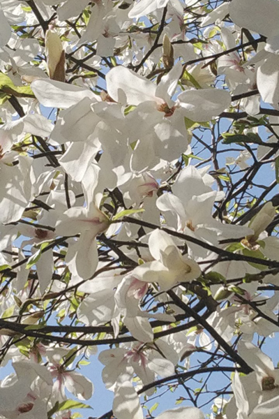 マグノリアの花