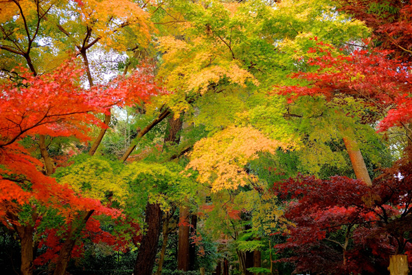 紅葉イメージ