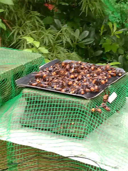 スズメバチ4