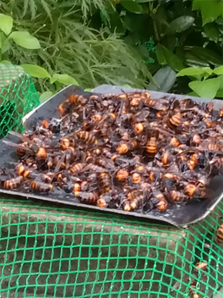 スズメバチ5